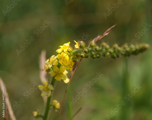 Beautiful yellow flowers appearing from a long line of green buds of Agrimony, also known as gold mizuhiki (Agrimonia Japonica)