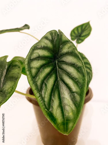 fresh houseplant alocasia dragon skin green leaves photo