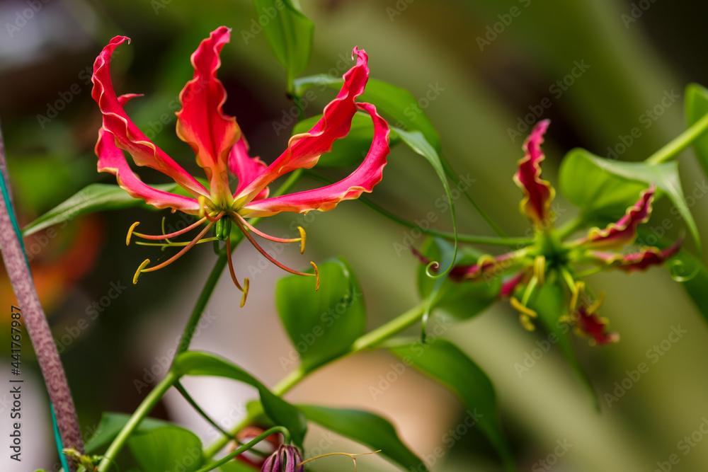 Gloriosa lily flower blooming in a garden close-up. Pink climber plant Gloriosa flowers in sun light. Flower bed design. Summertime. Gardening concept.