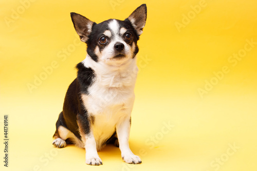 Portrait of cute puppy chihuahua. Little dog on bright trendy yellow background. Free space for text. © KDdesignphoto