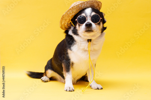 Portrait of cute puppy chihuahua in glasses and straw hat. Little smiling dog on bright trendy yellow background. Free space for text. © KDdesignphoto