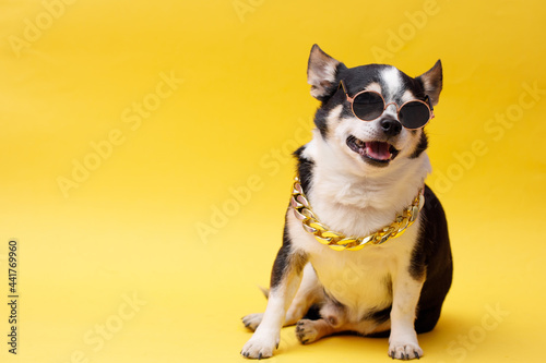 Portrait of cute puppy chihuahua in glasses, gold chain. Little smiling dog on bright trendy yellow background. Free space for text. © KDdesignphoto