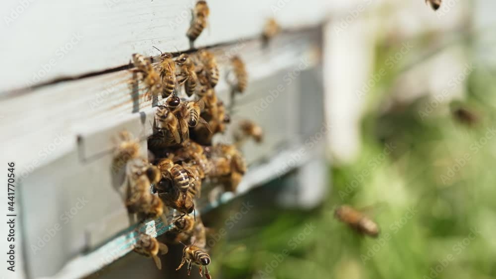 Entrance with bees of a hive. Busy bees carrying pollen into a beehive. Swarm of bees flying into a lifestyle hive collecting pollen. Beekeeping concept. Close-up. Entrance with bees of a hive. Busy bees carrying pollen into a beehive. Swarm of bees flying into a lifestyle hive collecting pollen. Beekeeping concept. Close-up.