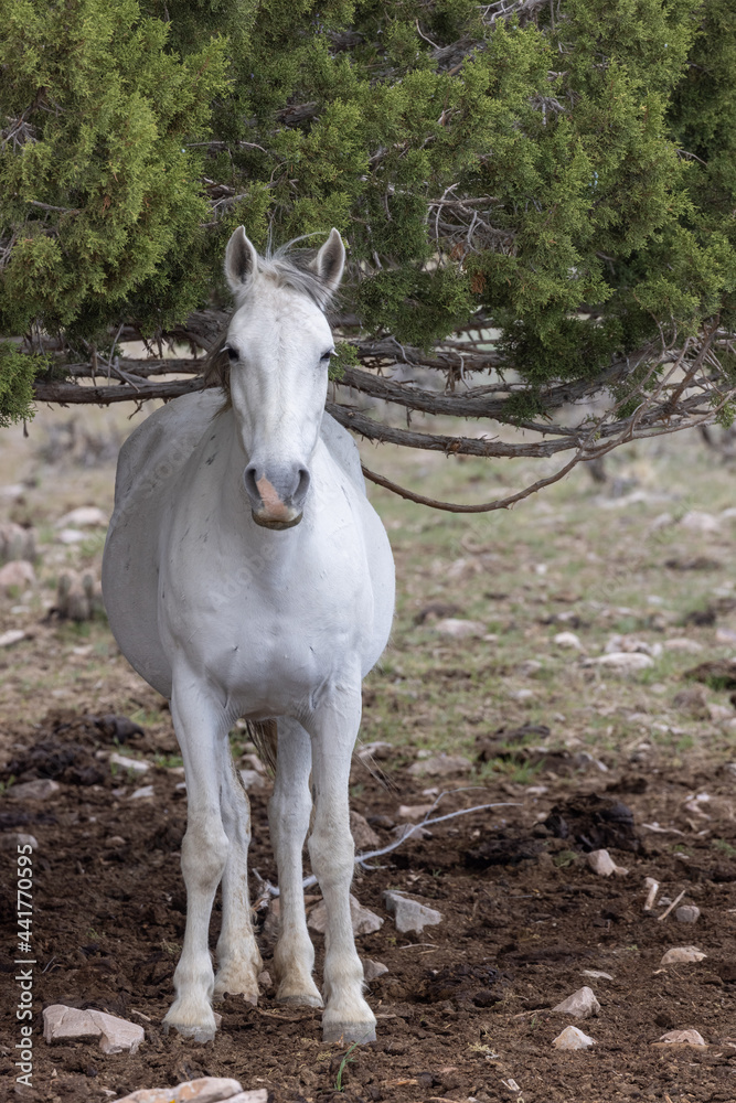 Obraz premium Wild Horse in Spring in the Utah Desert