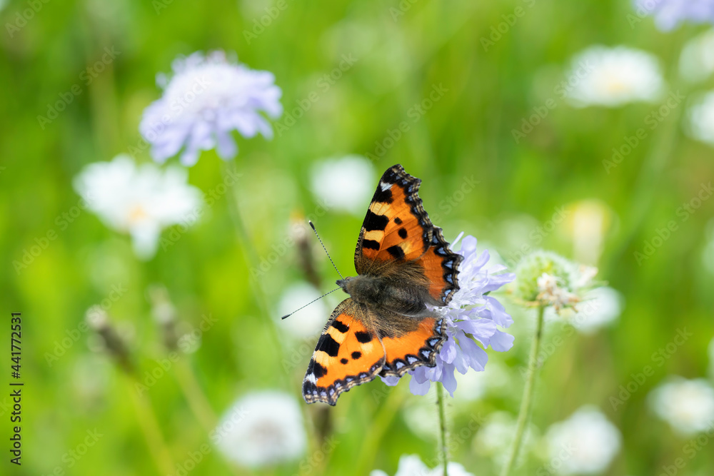 Small tortoiseshell butterfly (Aglais urticae) feeds nectar. Small tortoiseshell butterfly (Aglais urticae) feeds nectar.