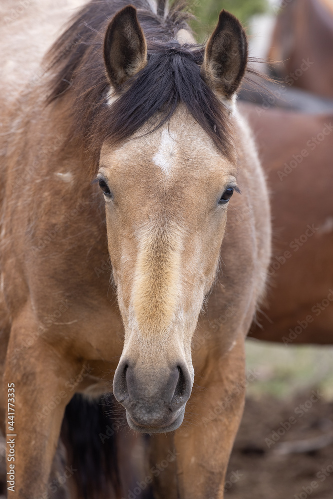 Fototapeta premium Wild Horse in Spring in the Utah Desert