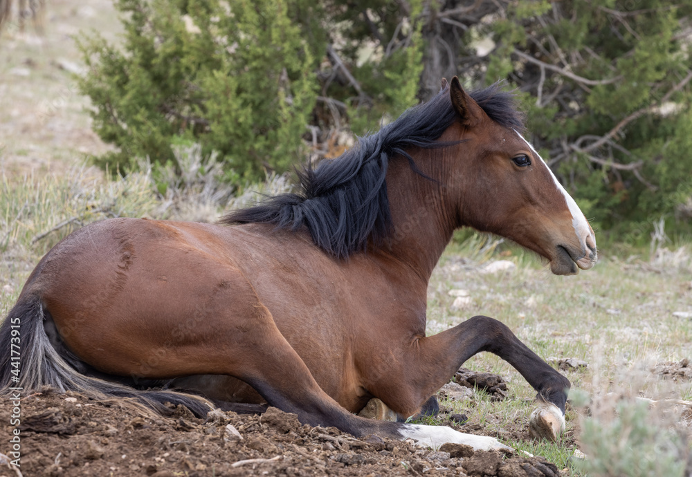 Fototapeta premium Wild Horse in Spring in the Utah Desert