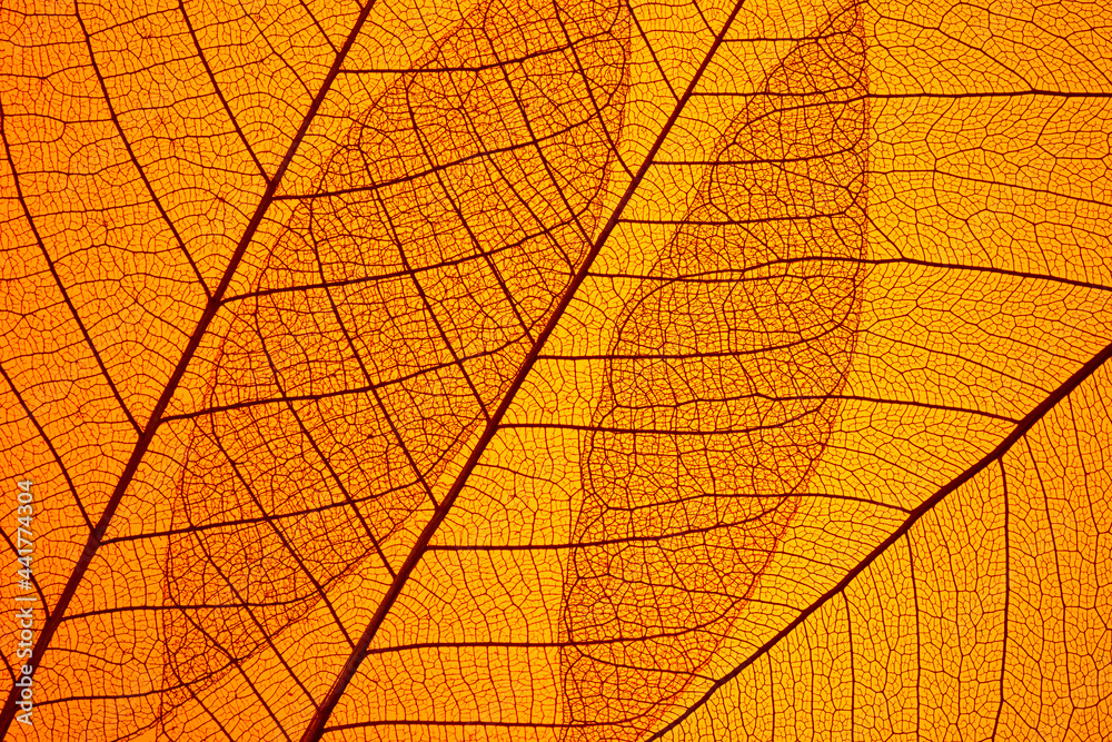 Obraz premium Beautiful Leaf veins texture, Abstract autumn background of Skeleton leaves Orange