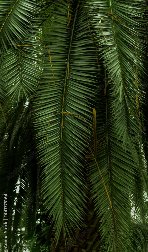 dark palm dark palm