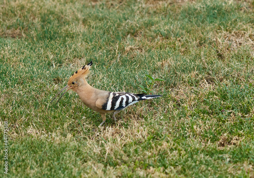hoopoe bird on green grass in garden in Egypt © Anna