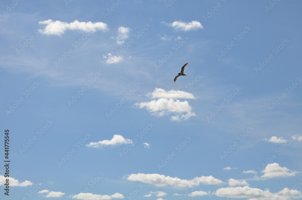 A seagull in flight against the background of a clear blue summer sky with white clouds.