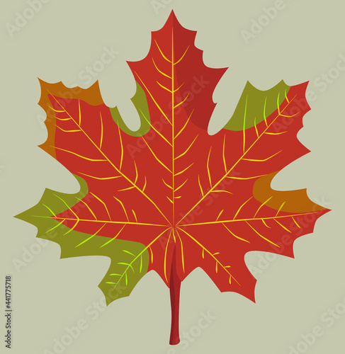 Red maple leaf in yellow, green color on a gray background. Autumn time. Canada Day. Decor.
