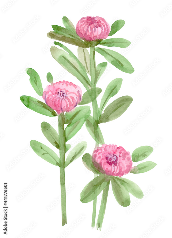 simple quick sketching of pink flowers on white background. watercolor painting