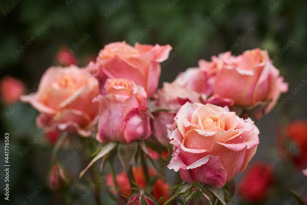 Colorful, beautiful, delicate rose with drops in the garden Colorful, beautiful, delicate rose with drops in the garden