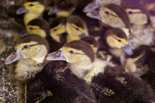 Many little cute domestic ducklings © Dubnytskaya Photo