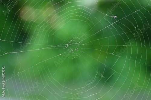 Beautiful background with spider web. Macro shot.