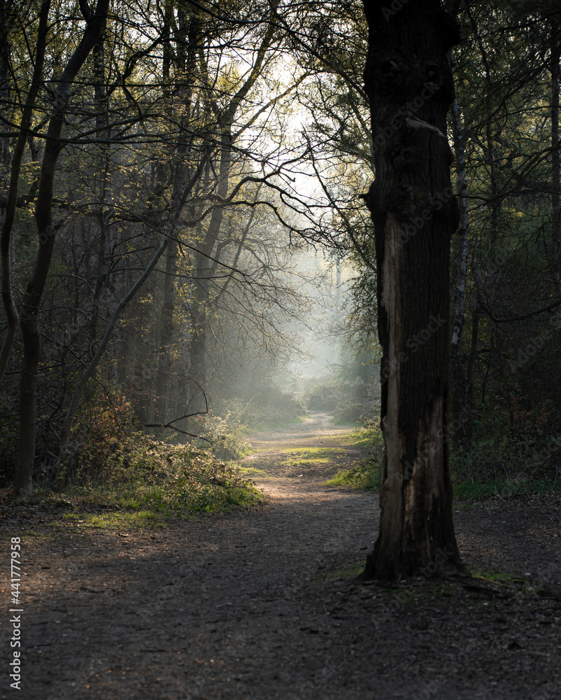 morning in the forest