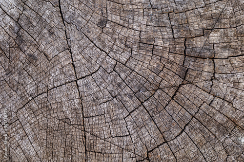 A cut of an old, cracked, dark gray tree. Background for design.