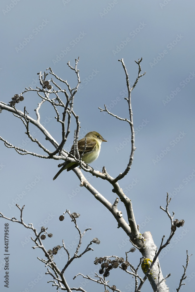 An Alder Flycatcher (Empidonax alnorum) perches on a dead tree while searching for food at Alaska's Potter Marsh. An Alder Flycatcher (Empidonax alnorum) perches on a dead tree while searching for food at Alaska's Potter Marsh.