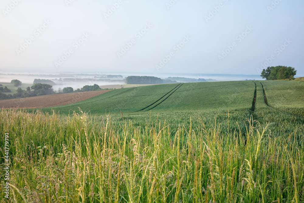 wheat fields on hills in summer