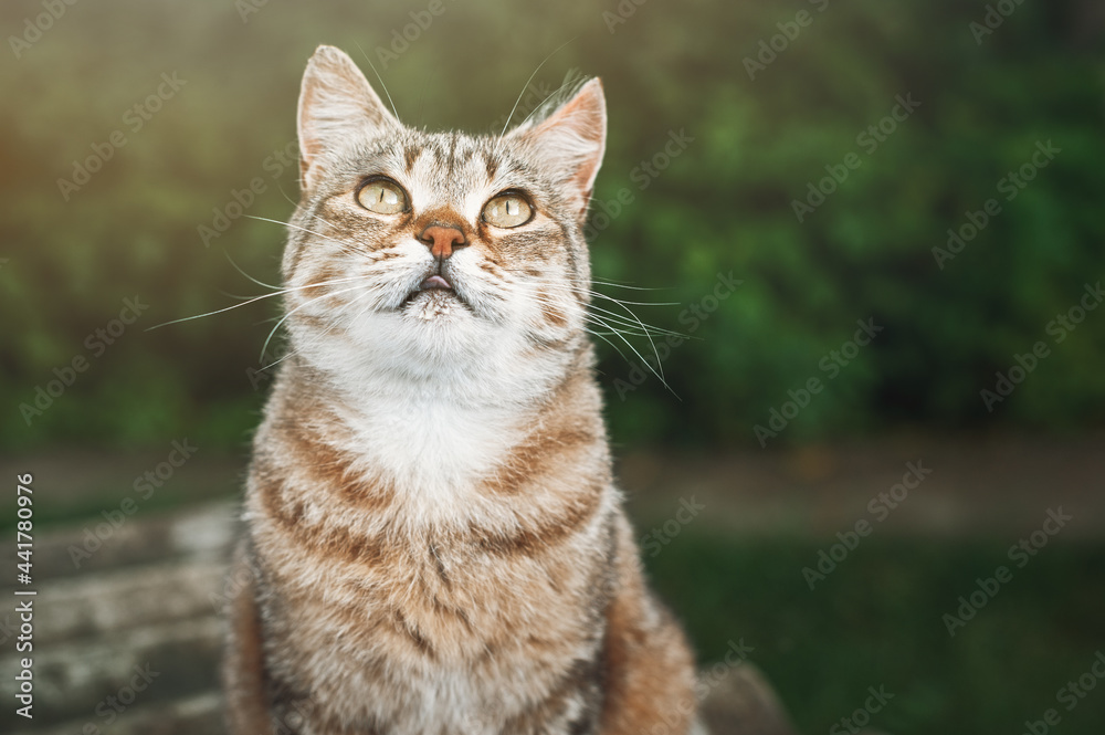Funny short-haired tabby cat sits in the garden against the background of trees and looks up. Beautiful portrait of a cat in nature. Funny short-haired tabby cat sits in the garden against the background of trees and looks up. Beautiful portrait of a cat in nature.