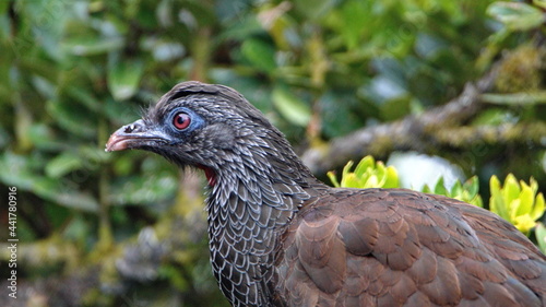 Close up of an Andean guan (Penelope montagnii) at the Yanacocha Ecological Reserve, outside of Quito, Ecuador photo