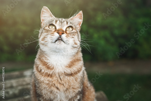 Funny short-haired tabby cat sits in the garden against the background of trees and looks up. Beautiful portrait of a cat in nature. © Silver