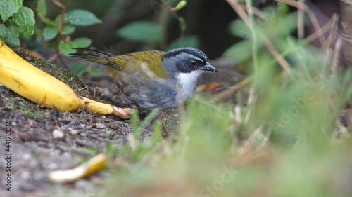Grey-browed brushfinch (Arremon assimilis) at the Yanacocha Ecological Reserve, outside of Quito, Ecuador photo