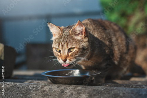 Funny cat eats food on the street. Tabby female cat shows tongue. Sunny day.