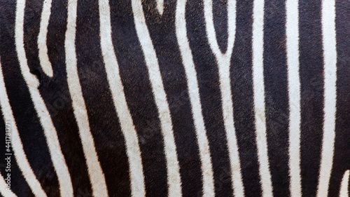 Striped zebra skin background texture