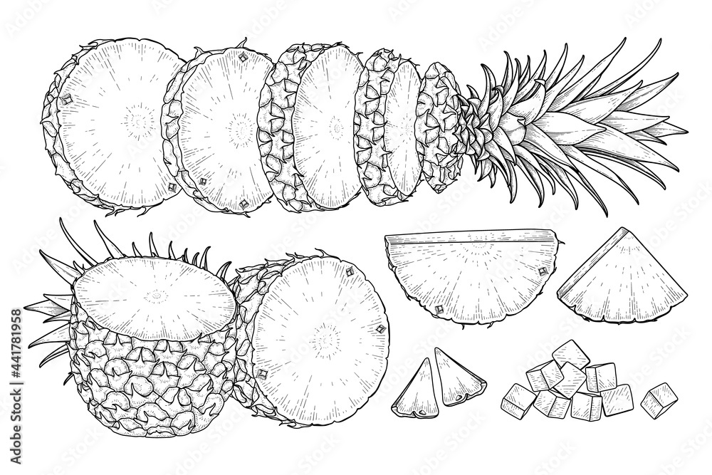 Tropical plant Pineapple Hand drawn Sketch vector Botanical illustrations Tropical plant Pineapple Hand drawn Sketch vector Botanical illustrations
