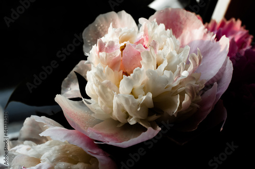 Fototapeta Naklejka Na Ścianę i Meble -  Soft focus. Blooming branches with peony flowers and buds. Close up photo as a natural background. Dark background. White and pink peonies flowers. Floral background. Pastel peony flowers as floral