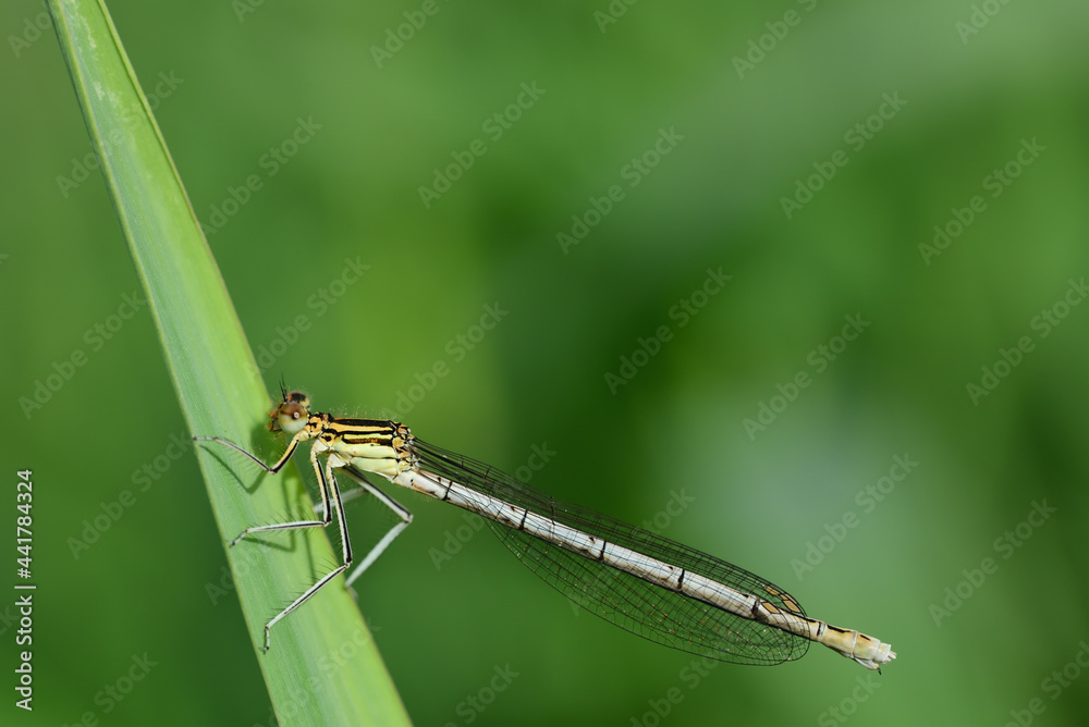 Close-up of a white feather dragonfly (Platycnemis) perched on a blade of grass in summer, against a green background Close-up of a white feather dragonfly (Platycnemis) perched on a blade of grass in summer, against a green background
