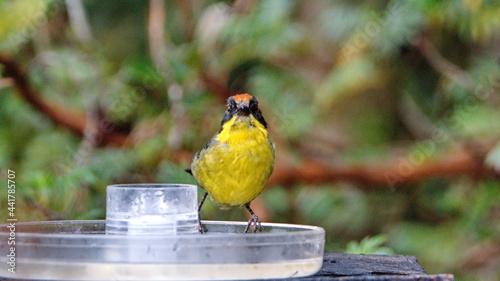 Yellow-breasted brushfinch (Atlapetes latinuchus) perched on a bird feeder at the Yanacocha Ecological Reserve, outside of Quito, Ecuador