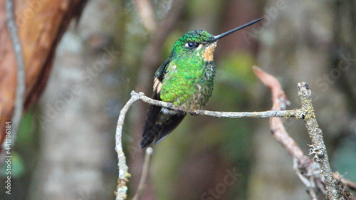 Buff-winged starfrontlet (Coeligena lutetiae) hummingbird perched on a branch at the Yanacocha Ecological Reserve, outside of Quito, Ecuador photo