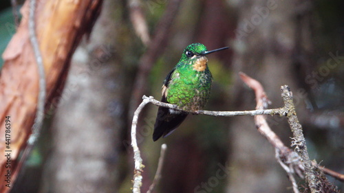 Buff-winged starfrontlet (Coeligena lutetiae) hummingbird perched on a branch at the Yanacocha Ecological Reserve, outside of Quito, Ecuador photo