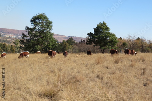 Winter's landscape photograph of cattle grazing in light brown dull long grass fields near scattered large green Pine trees and hill tops on the horizon under a blue sky