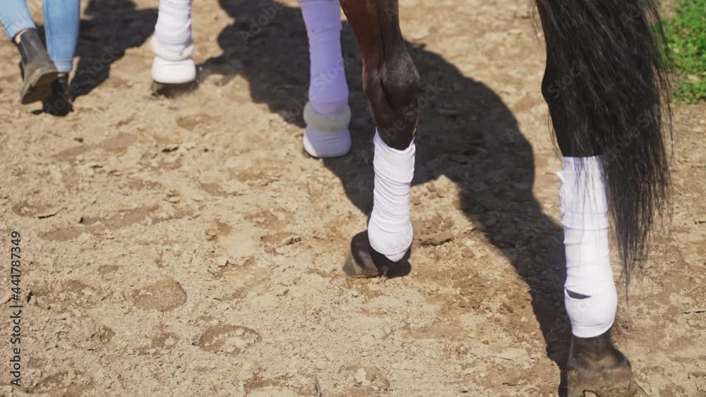 Girl walking with her Dark Bay horse on sandy ground. The horse is wearing stockings as protection. Low angle footage of a girl taking her horse for a ride. Daytime footage. Girl walking with her Dark Bay horse on sandy ground. The horse is wearing stockings as protection. Low angle footage of a girl taking her horse for a ride. Daytime footage.