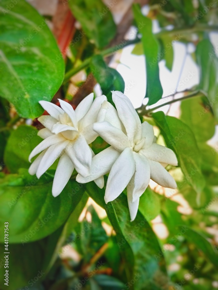 flowers in the garden