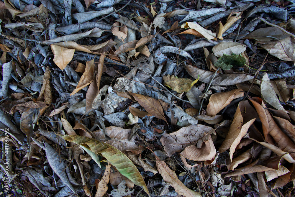 Dry leaf put on the floor ,abstract background Dry leaf put on the floor ,abstract background