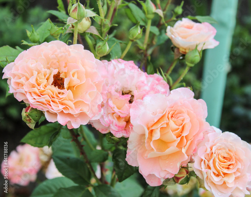 A lot of beautiful pink, orange delicate roses grown in the garden on a green blurred background. Nature