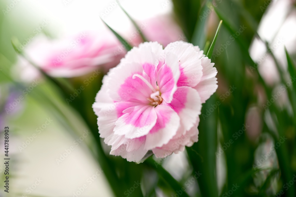 Closeup shot of a bloomi clove pink