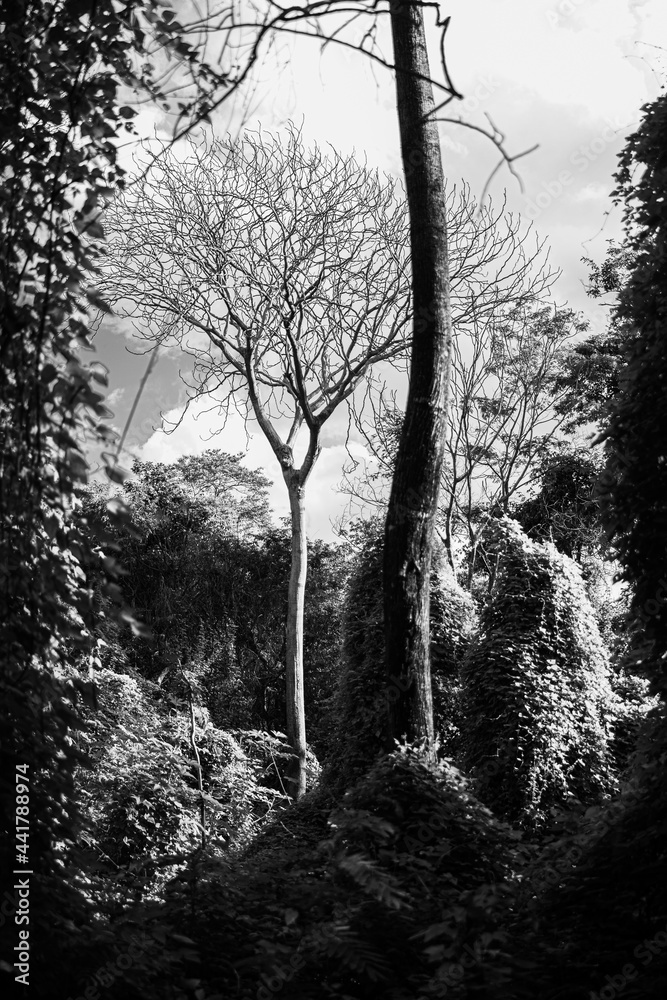 Fototapeta premium landscape