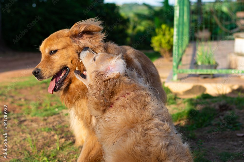 Dois cachorros felizes, da raça golden retriever, brincando de morder. Dois cachorros felizes, da raça golden retriever, brincando de morder.