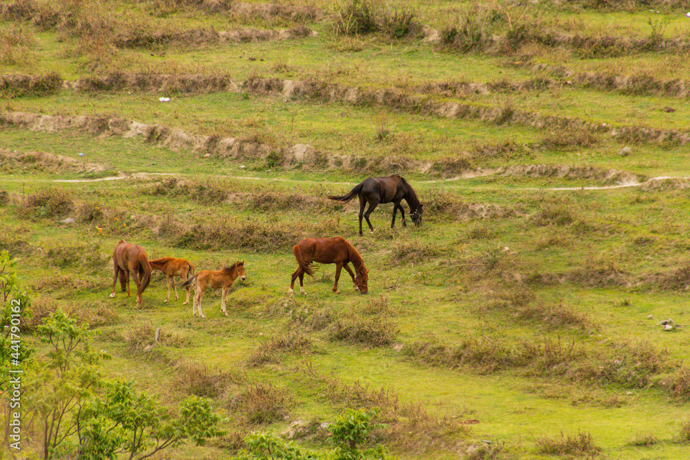 Horses grazing at various places Horses grazing at various places