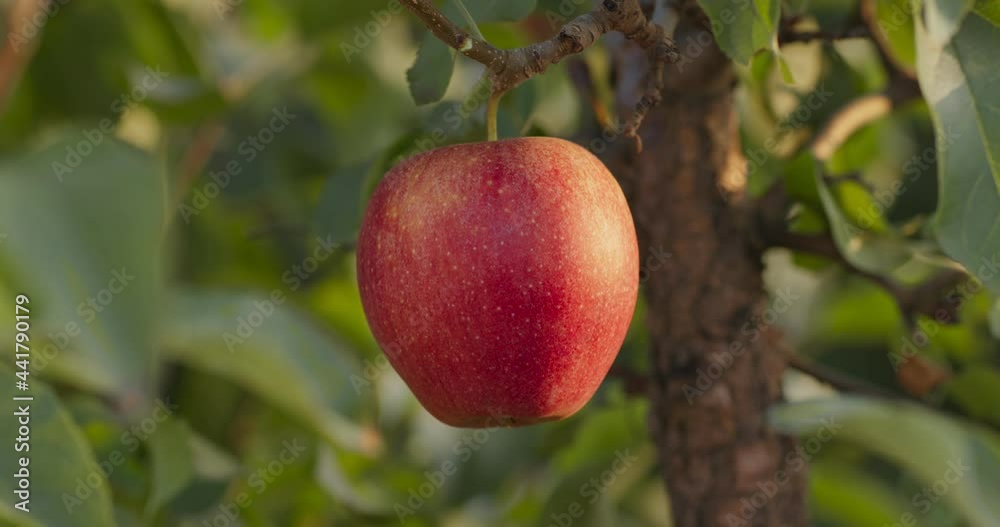 Fresh and juicy organic ripe red apple ready for harvest in plantation orchard, hanging on branch with green leaves Fresh and juicy organic ripe red apple ready for harvest in plantation orchard, hanging on branch with green leaves