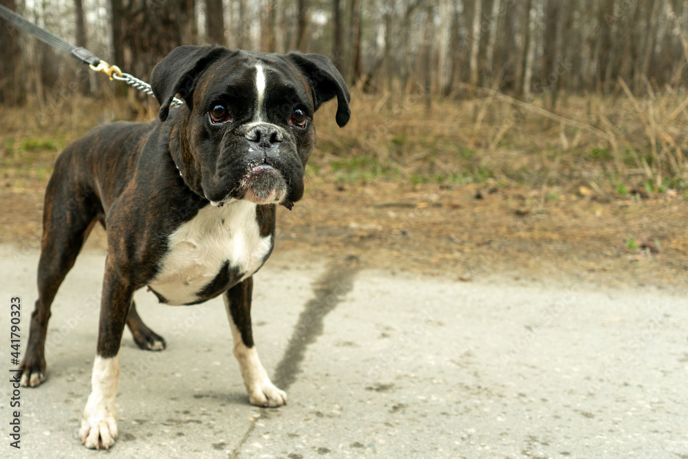 fighting dog boxer on a leash walking in the woods fighting dog boxer on a leash walking in the woods