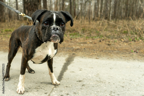 Fototapeta Naklejka Na Ścianę i Meble -  fighting dog boxer on a leash walking in the woods