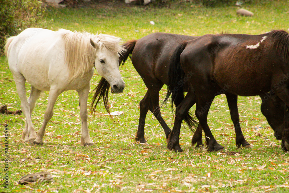 Horses grazing at various places Horses grazing at various places