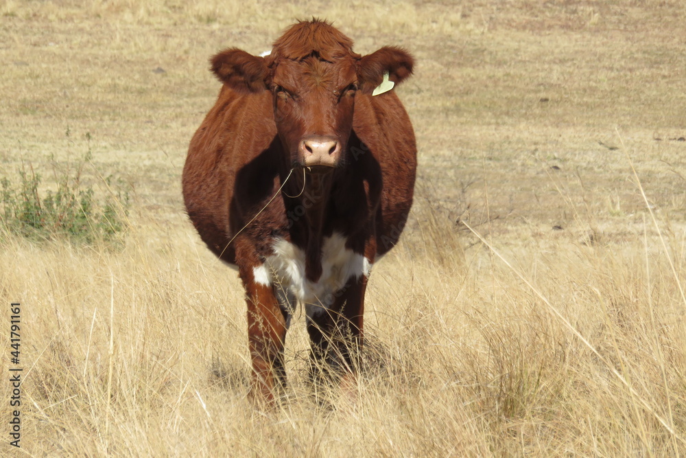 Brown pregnant cow in a golden grass field Brown pregnant cow in a golden grass field